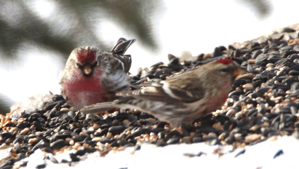 Redpoll (Common) - ML309757001
