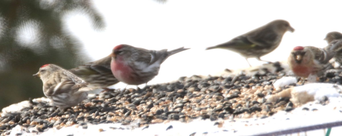 Redpoll (Common) - ML309757211