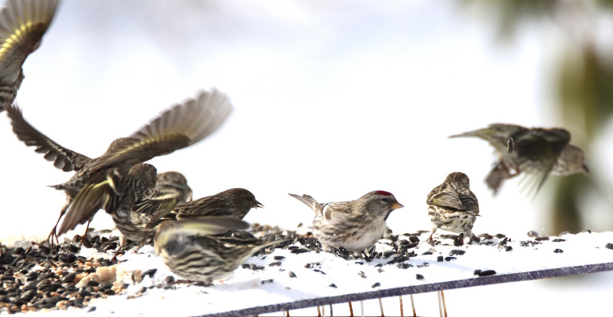 Redpoll (Common) - ML309757231