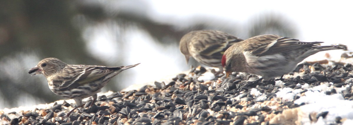 Redpoll (Common) - ML309757471
