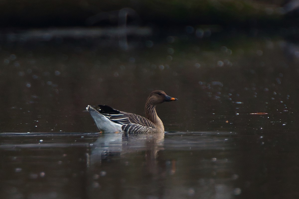 Tundra Bean-Goose - jose jorge