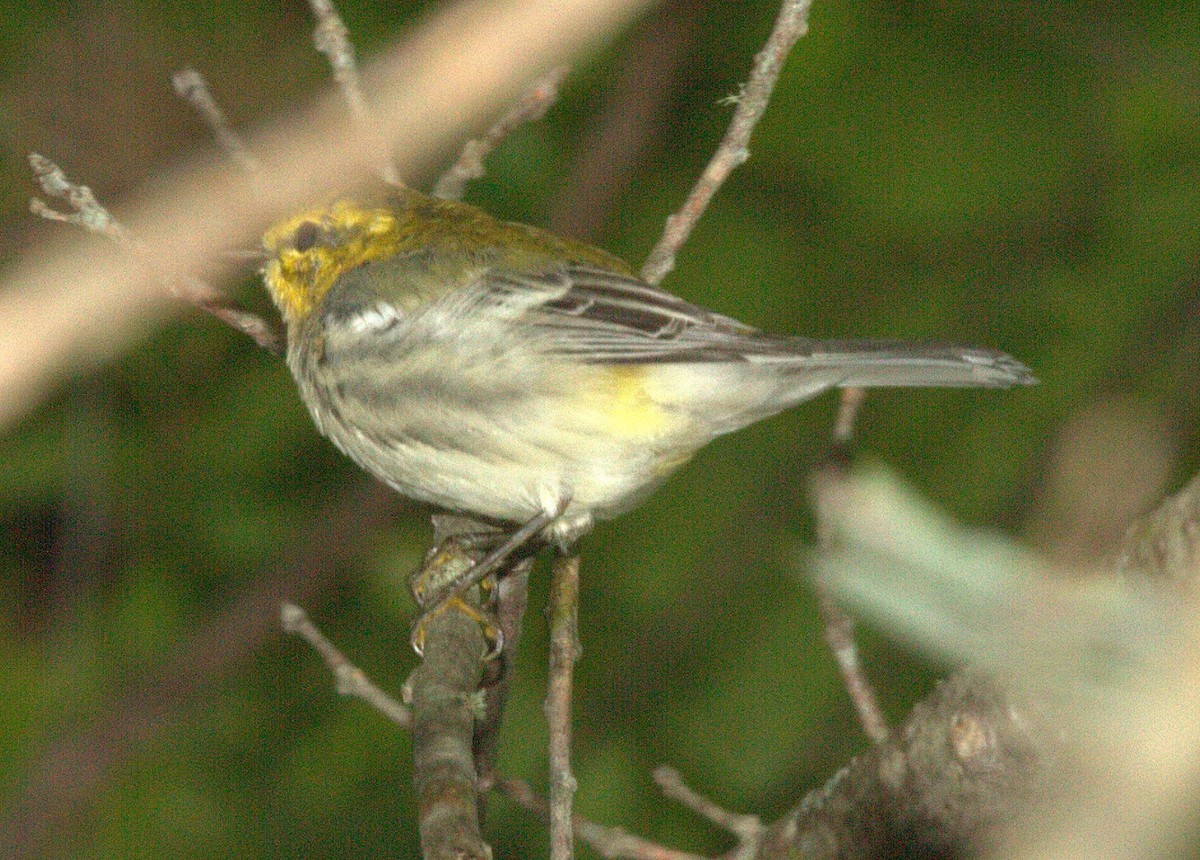 Black-throated Green Warbler - Bruce Cole