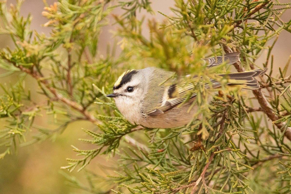 Golden-crowned Kinglet - Will Bennett