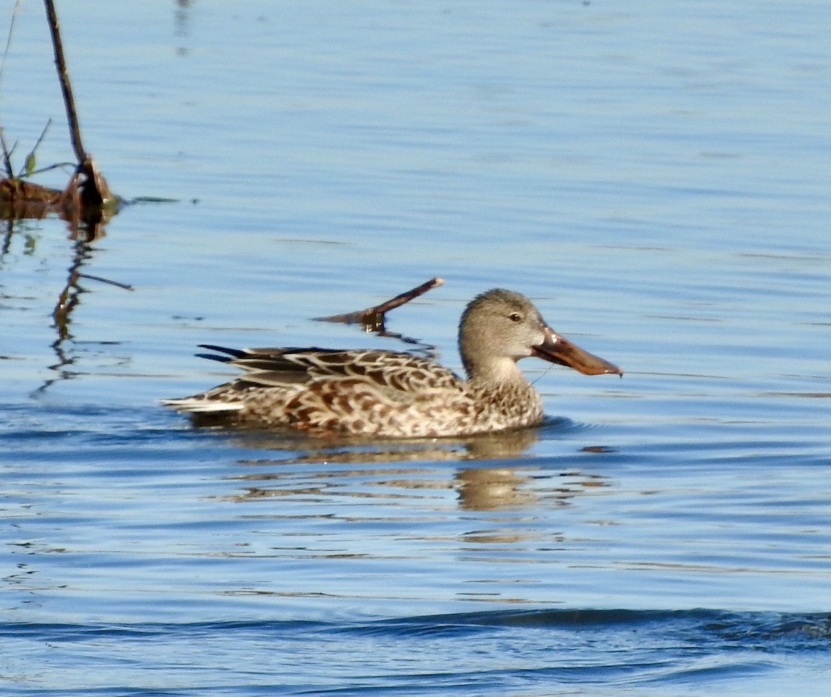 Northern Shoveler - ML309762471