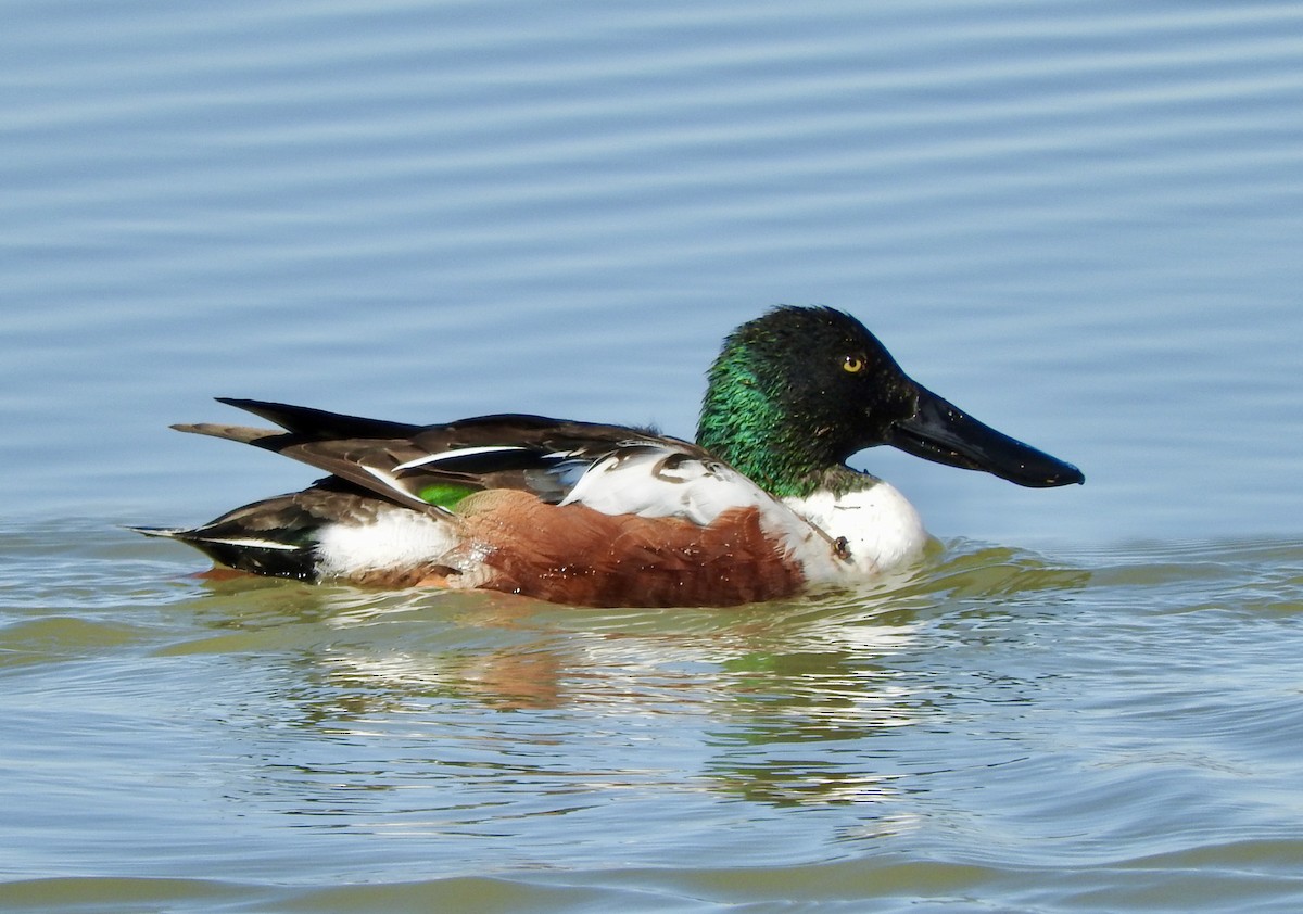 Northern Shoveler - ML309762491