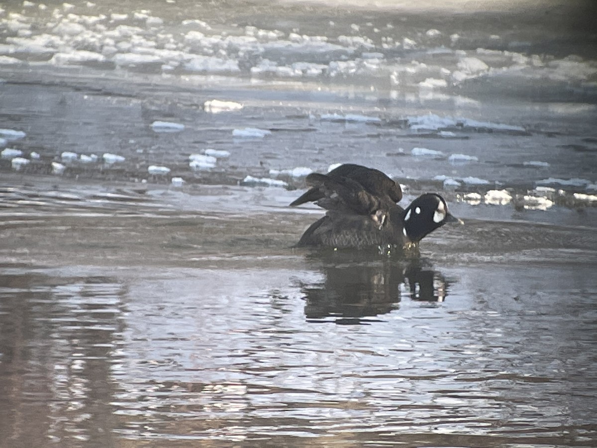 Harlequin Duck - ML309763951