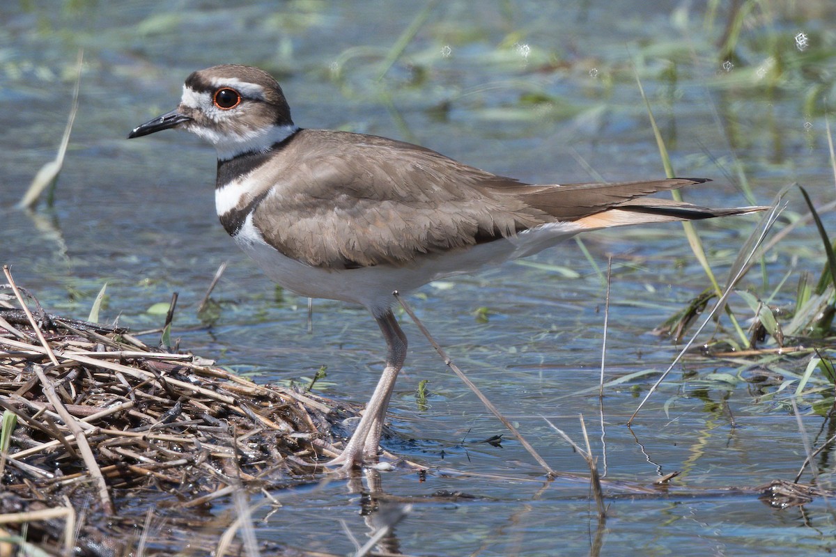 Killdeer - ML309765731