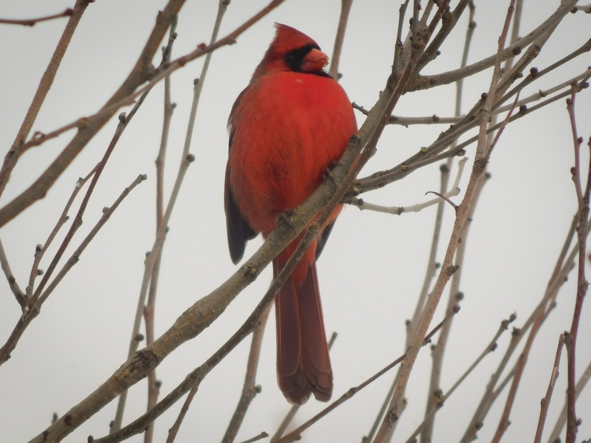 Northern Cardinal - ML309765921