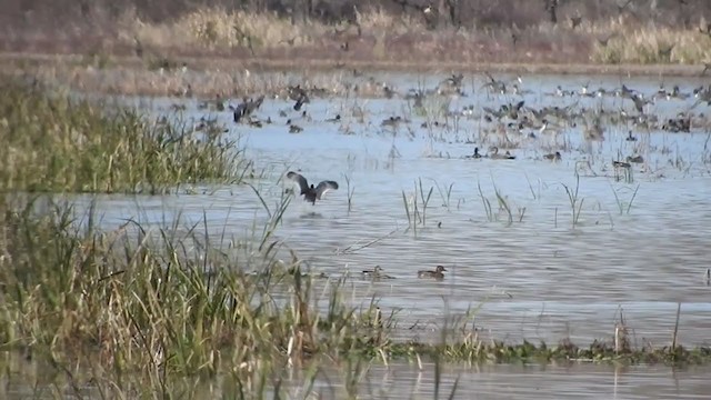 Northern Pintail - ML309766101