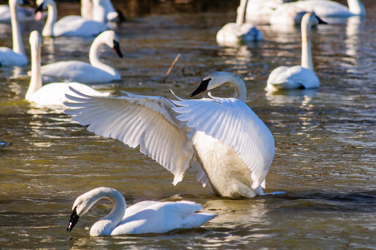 Trumpeter Swan - Robert Priddy