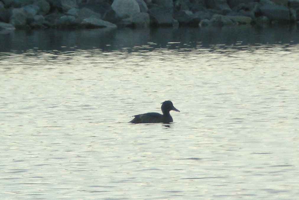 Tufted Duck - ML30976761