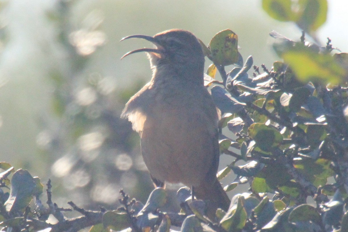 California Thrasher - ML309772491