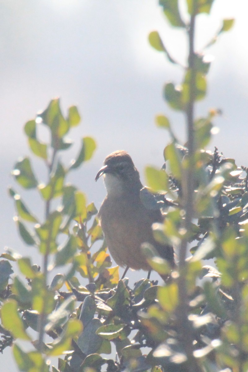 California Thrasher - ML309772571