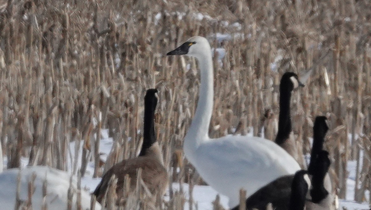 Tundra Swan - ML309773411