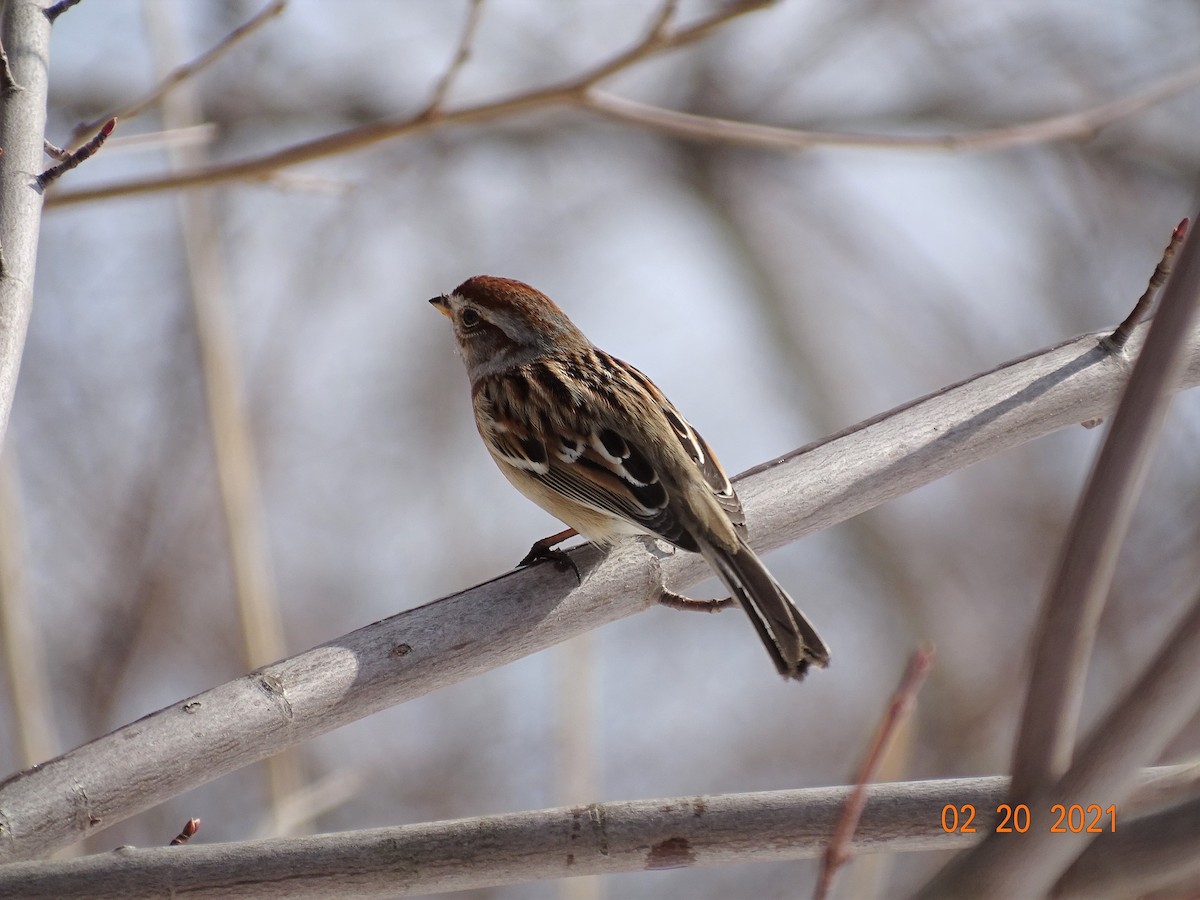 American Tree Sparrow - ML309778081