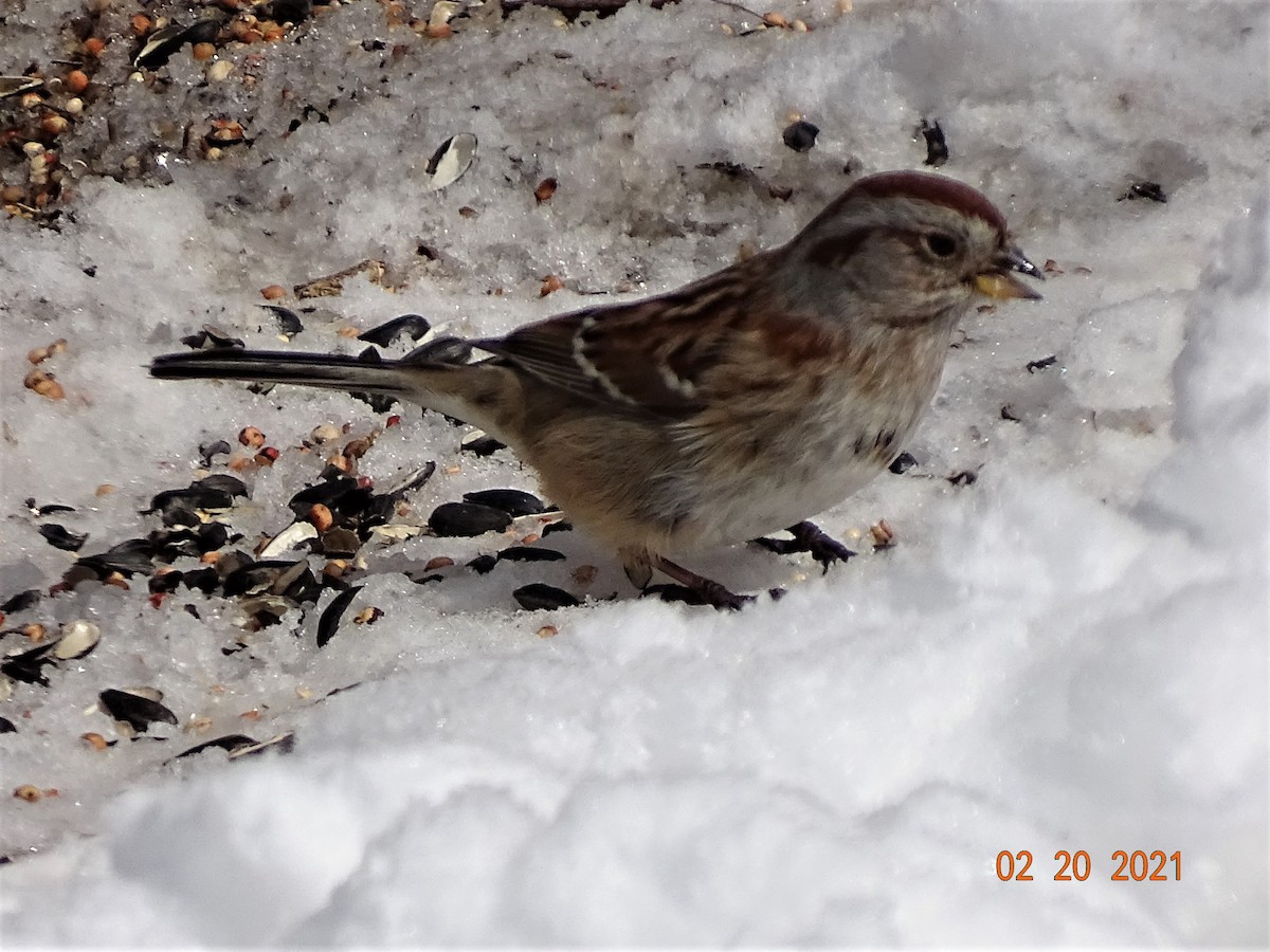 American Tree Sparrow - Pat and Mike Hilliard Ruscigno