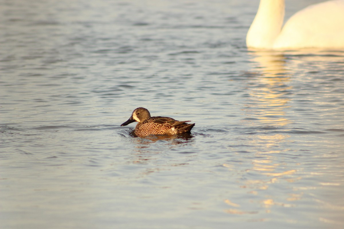 Blue-winged Teal - Kelsey Trumpp