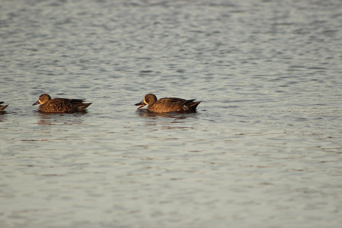 Blue-winged Teal - ML309778261