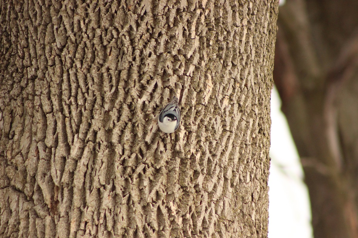 White-breasted Nuthatch - ML309781551
