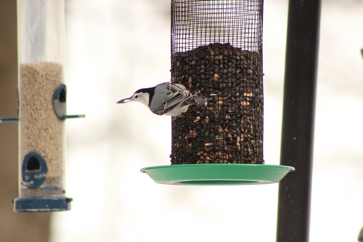 White-breasted Nuthatch - ML309781961