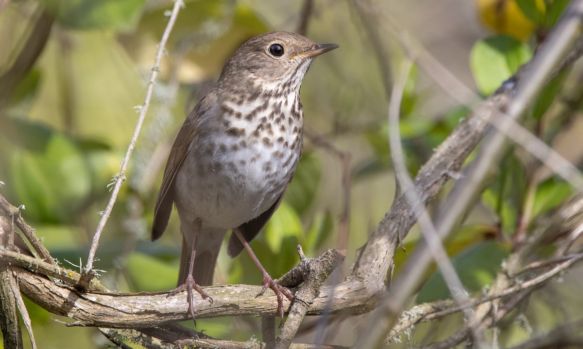 Hermit Thrush (guttatus Group) - ML309782061