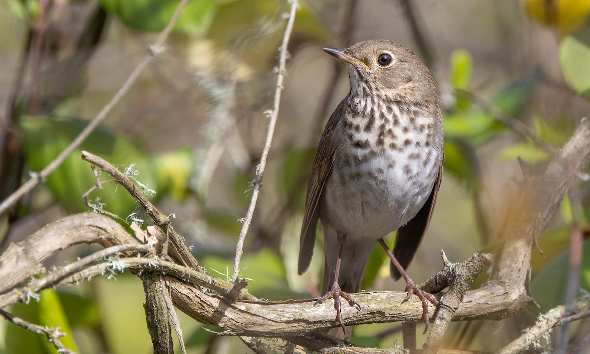 Hermit Thrush (guttatus Group) - ML309782091