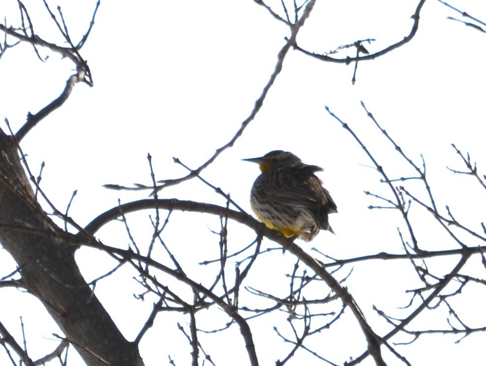Western Meadowlark - ML309783931