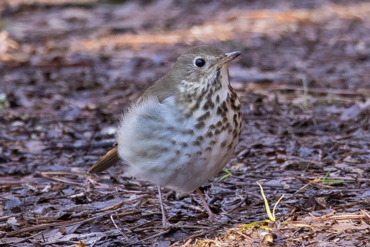 Hermit Thrush - ML309785571