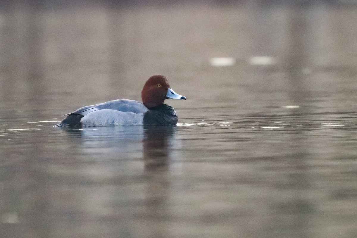 Redhead - ML309785871