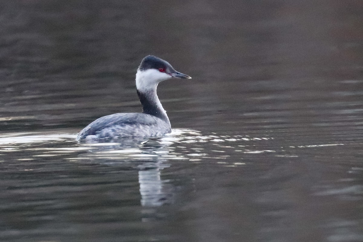 Horned Grebe - ML309786051