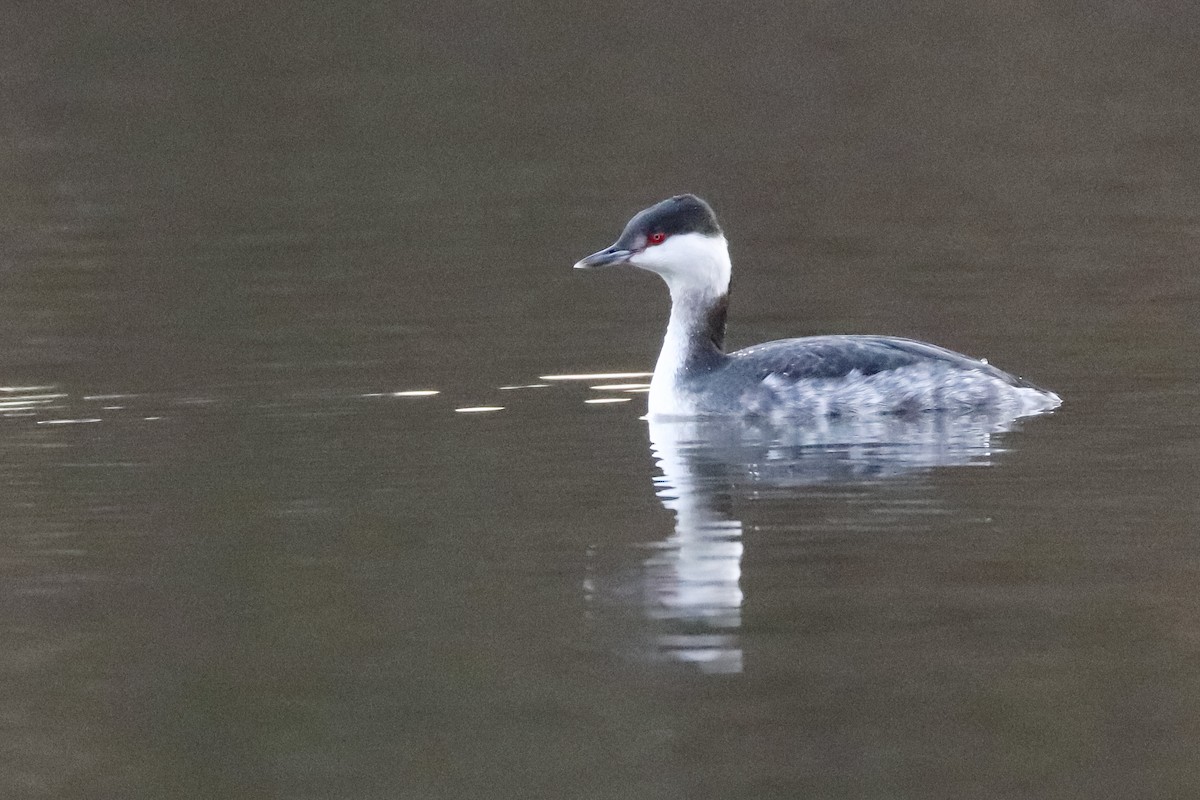 Horned Grebe - ML309786411