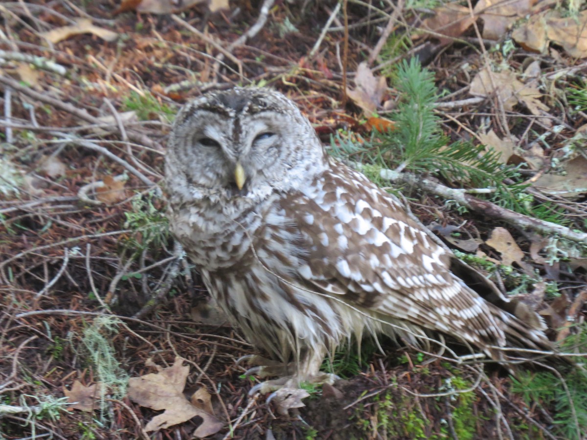 Barred Owl - ML309788701