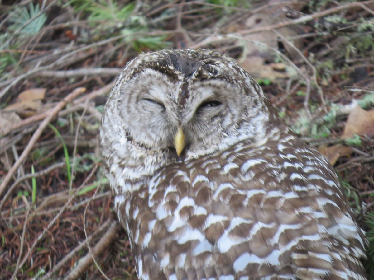 Barred Owl - ML309788751