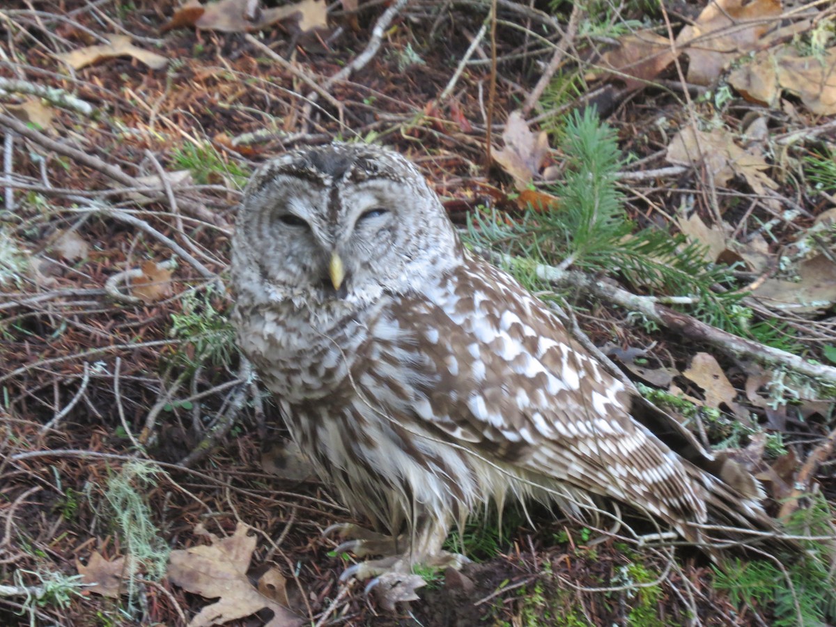 Barred Owl - Mike Curry