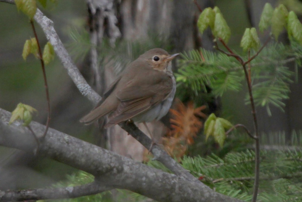 Swainson's Thrush - Bruce Cole