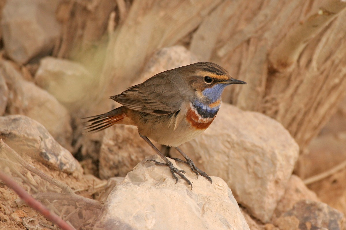 Bluethroat - ML309791701