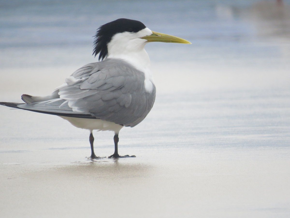 Great Crested Tern - ML309791961