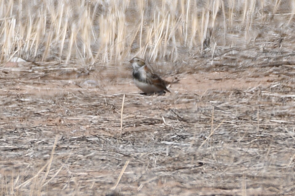 Lapland Longspur - ML309792701