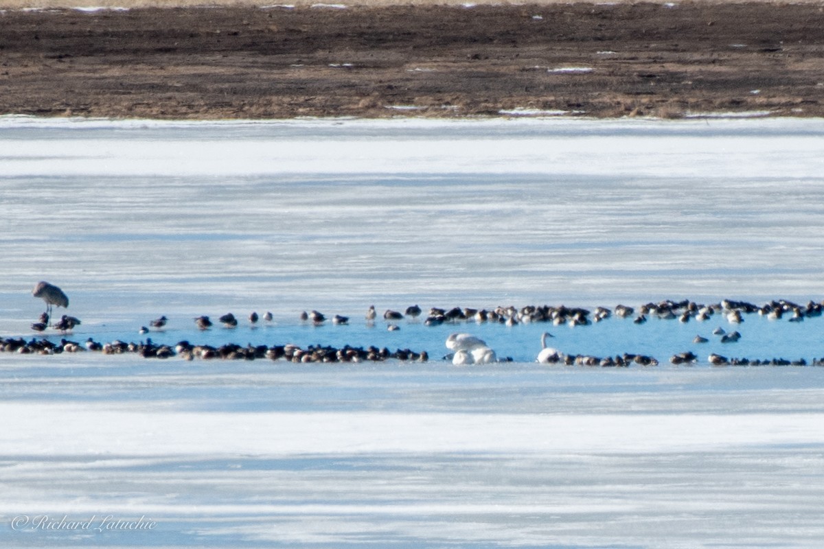 Tundra Swan - ML309793341