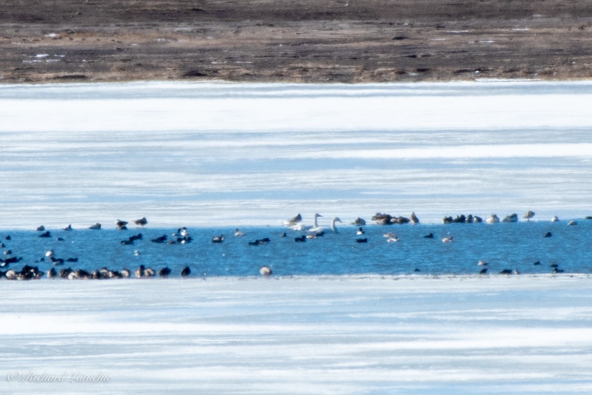 Tundra Swan - ML309793351