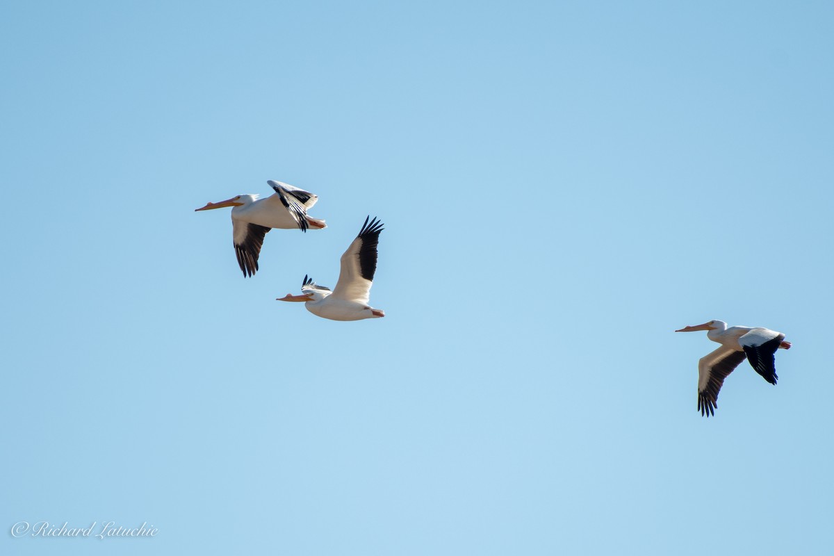 American White Pelican - ML309793501