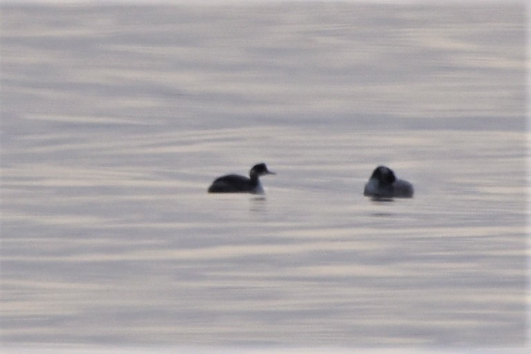 Eared Grebe - ML309793961