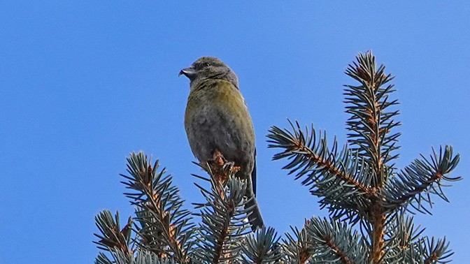 Red Crossbill - ML309794091