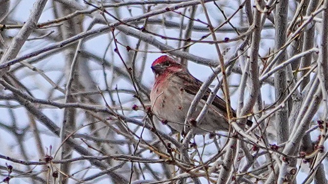 Cassin's Finch - ML309794141
