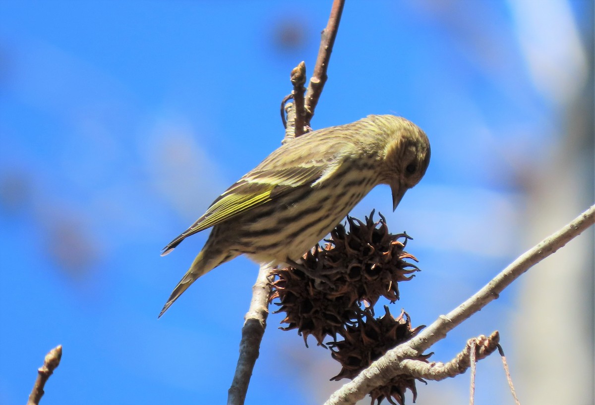 Pine Siskin - ML309795821