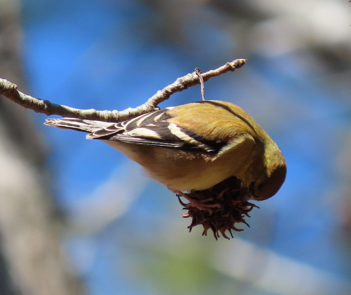 American Goldfinch - ML309795911