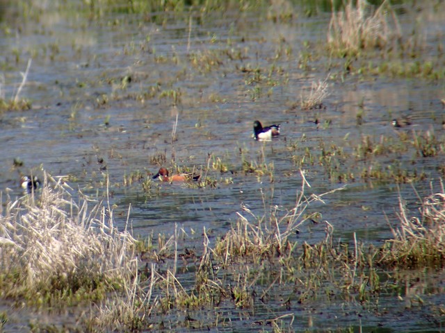 Cinnamon Teal - ML309796171