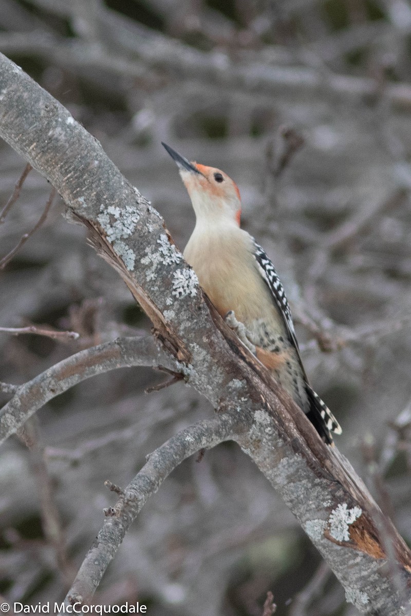 Red-bellied Woodpecker - ML309796221