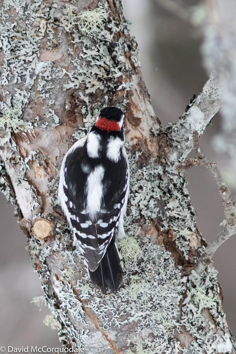 Downy Woodpecker - ML309796351