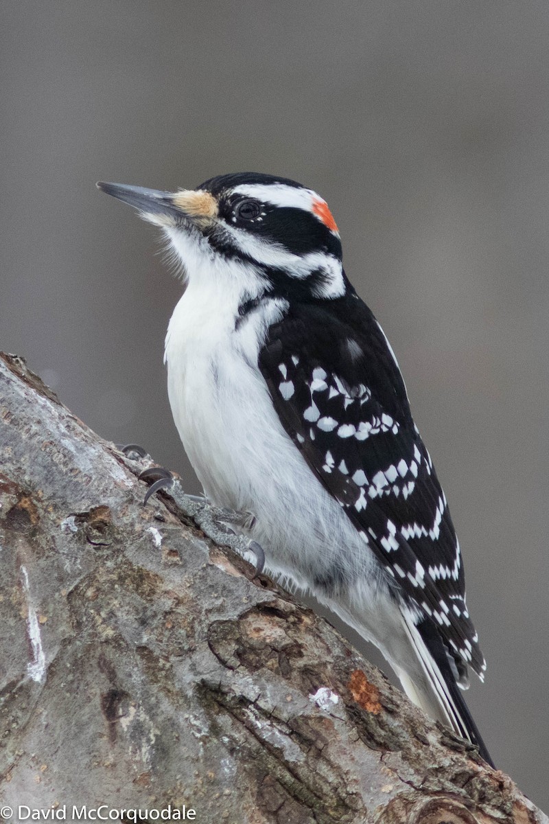 Hairy Woodpecker - ML309796491